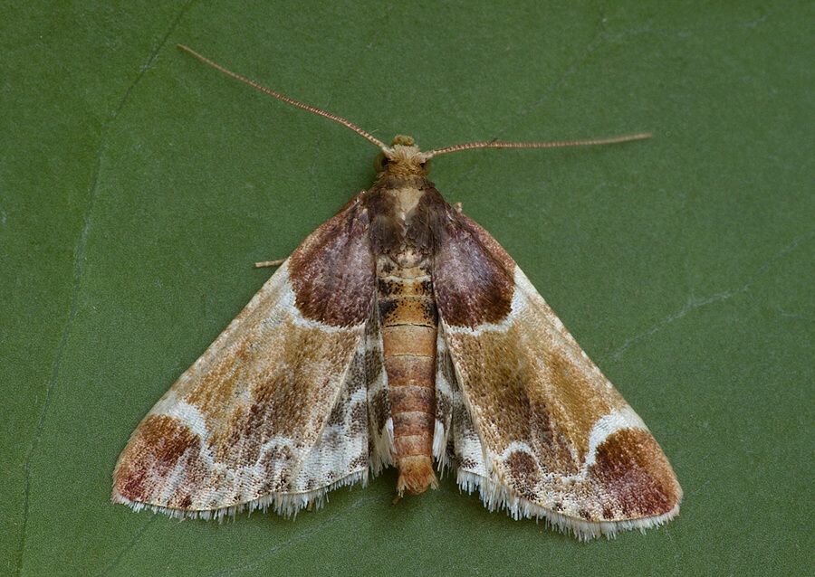 Pyralis farinalis