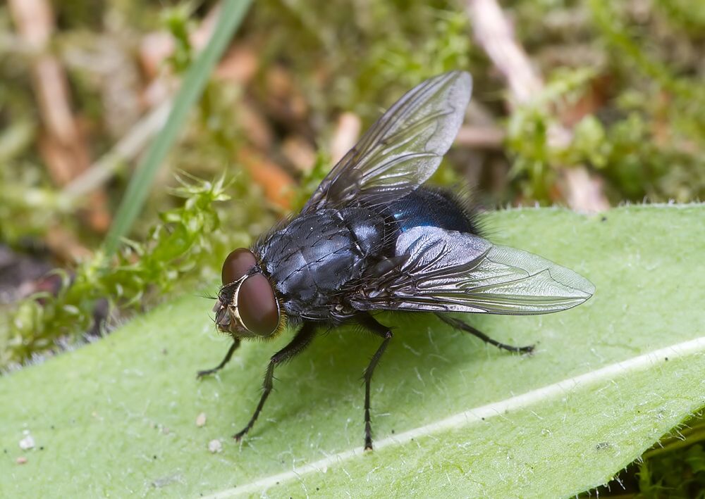 Bellardia viarum