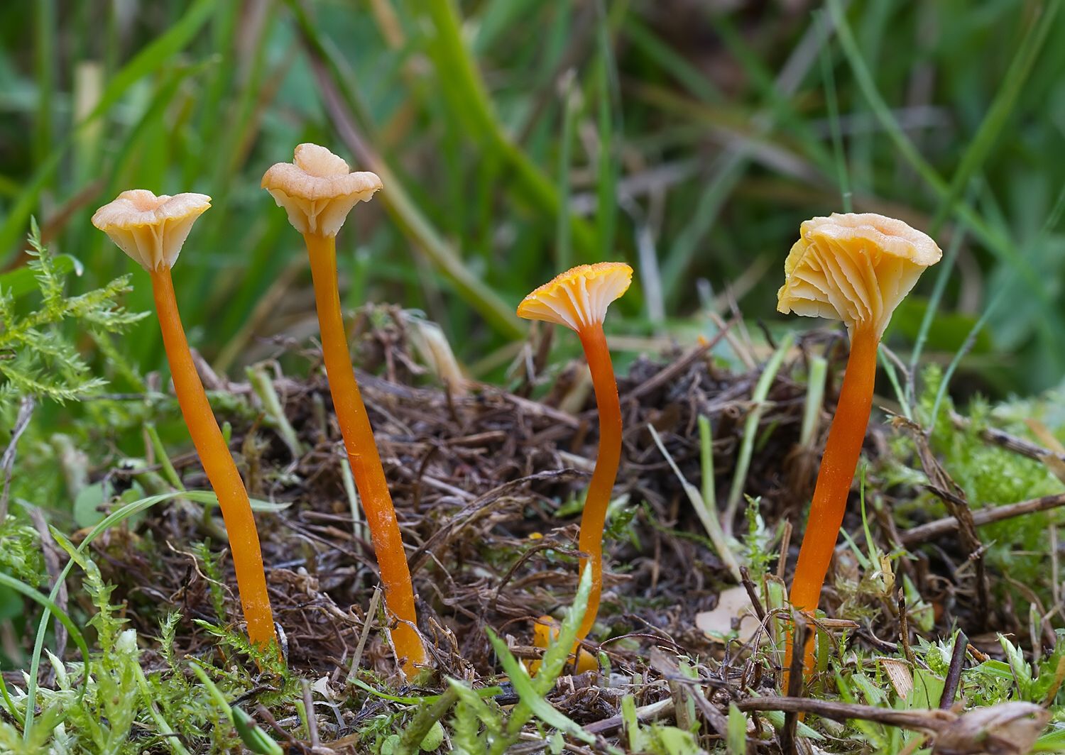 Hygrocybe lepida