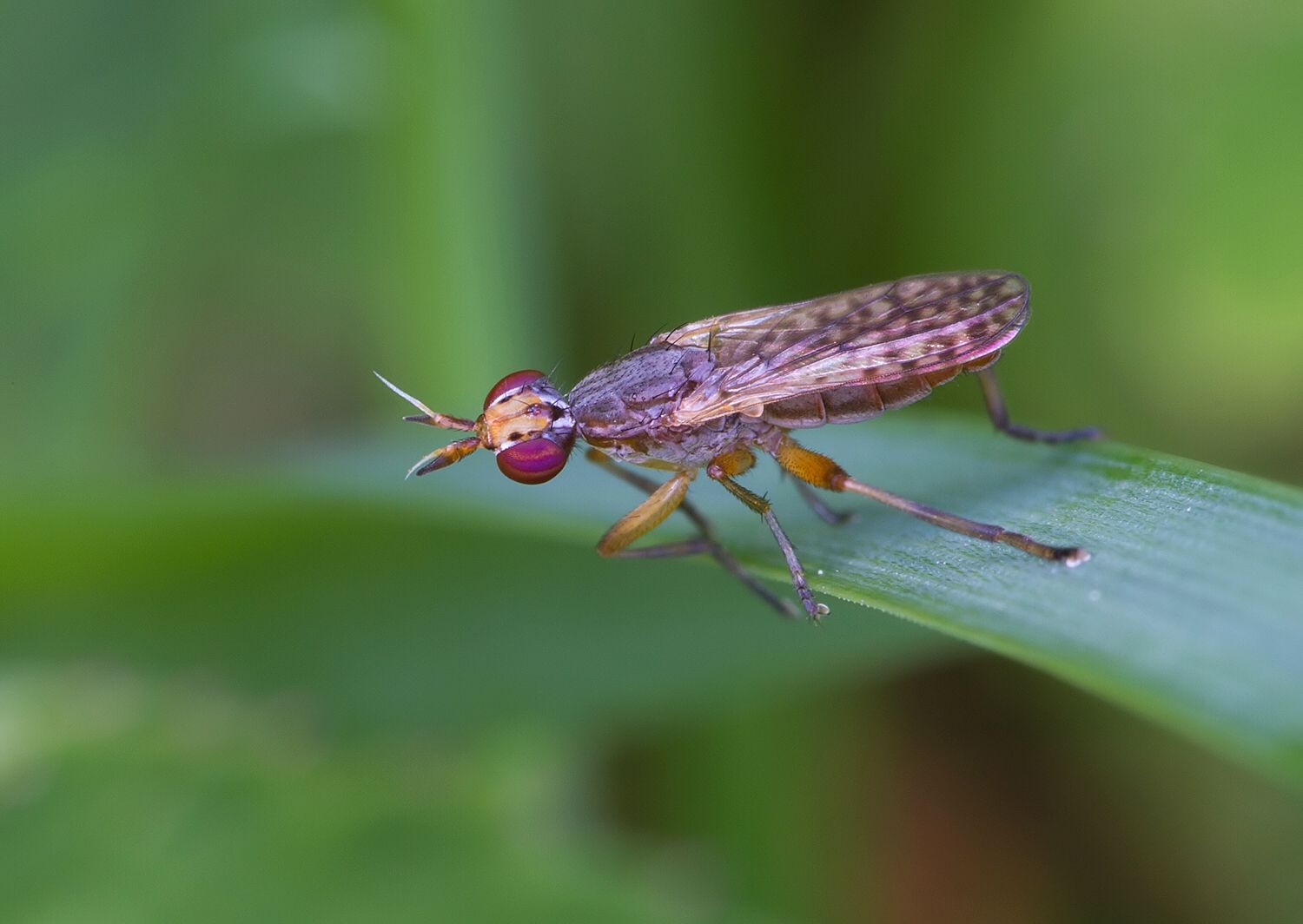 Limnia unguicornis