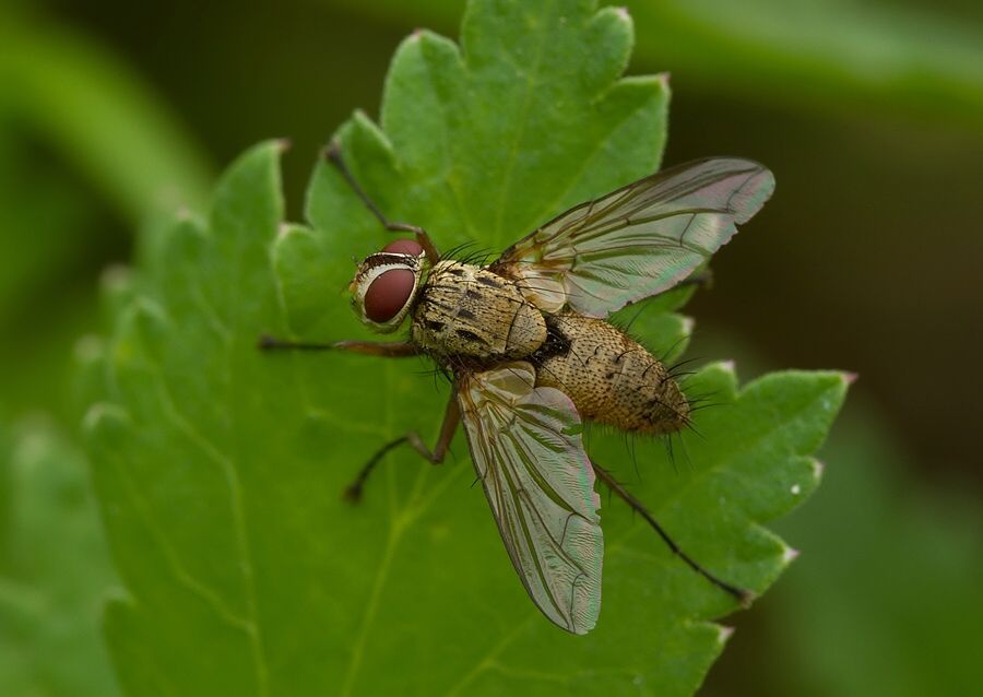 Solieria fenestrata