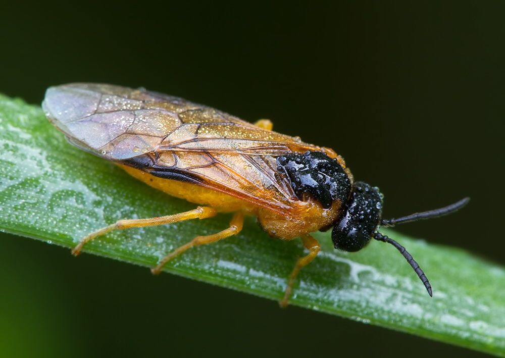Selandria serva