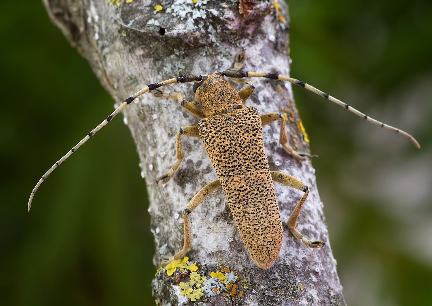 Saperda carcharias