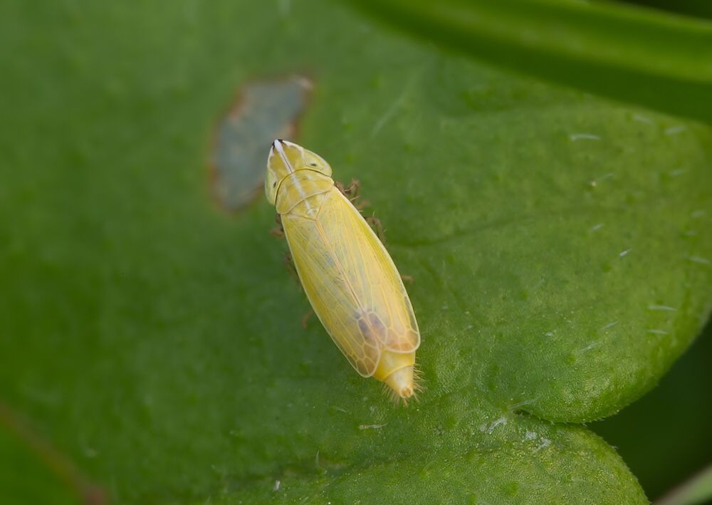 Arthaldeus striifrons cf.