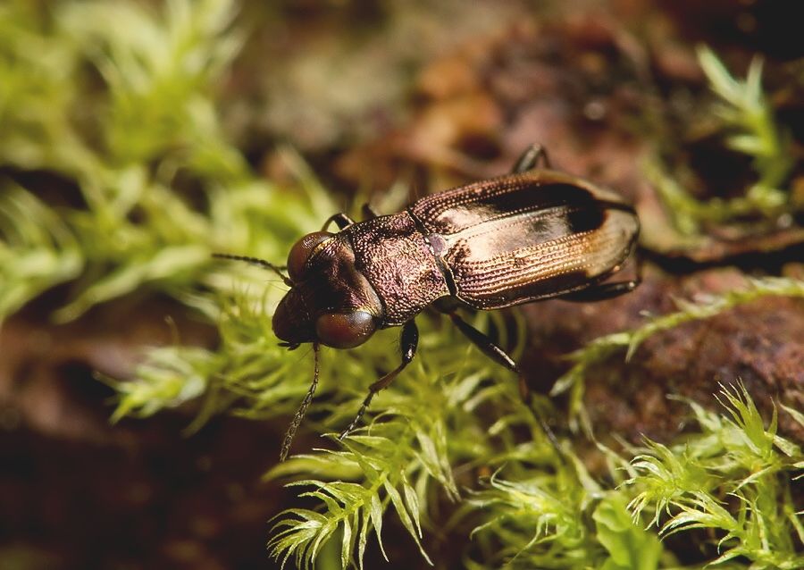 Notiophilus biguttatus