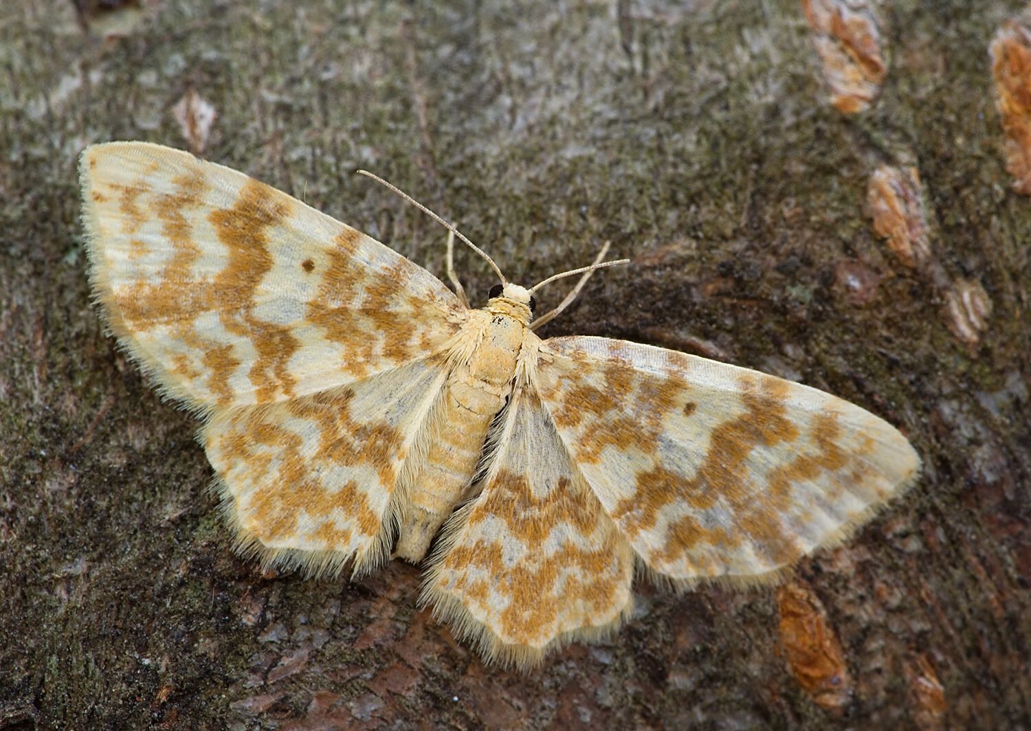 Hydrelia flammeolaria