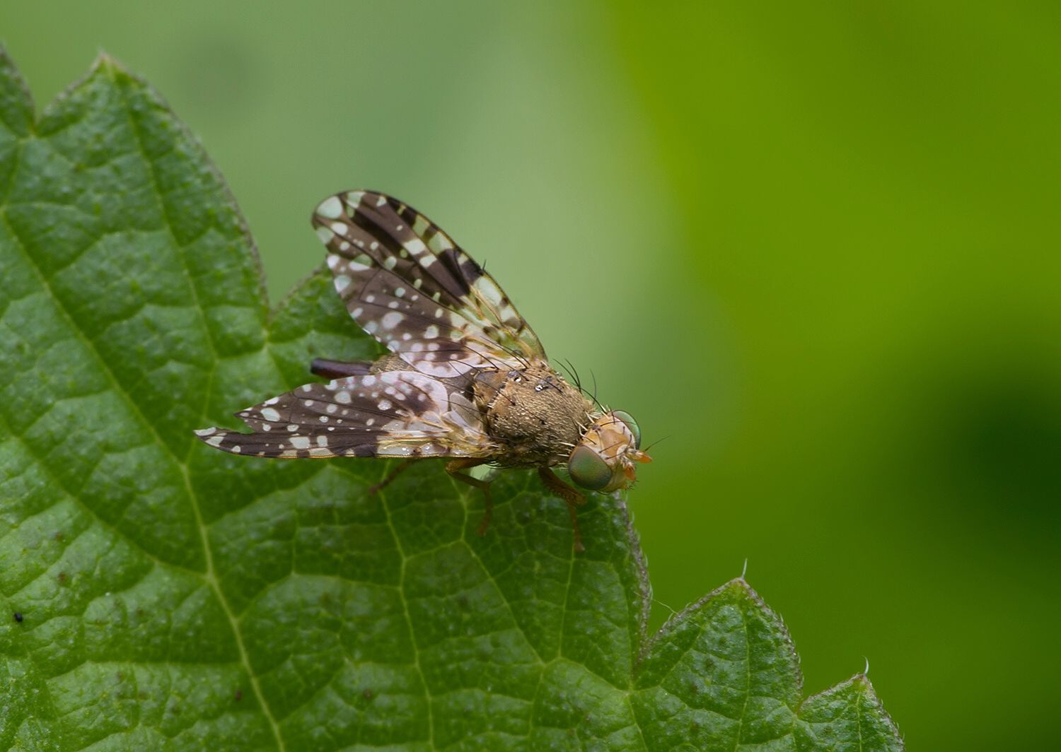 Tephritis conura