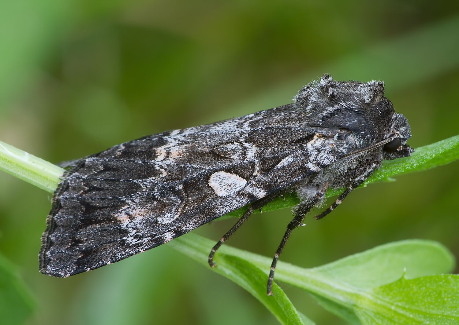 Eurois occulta
