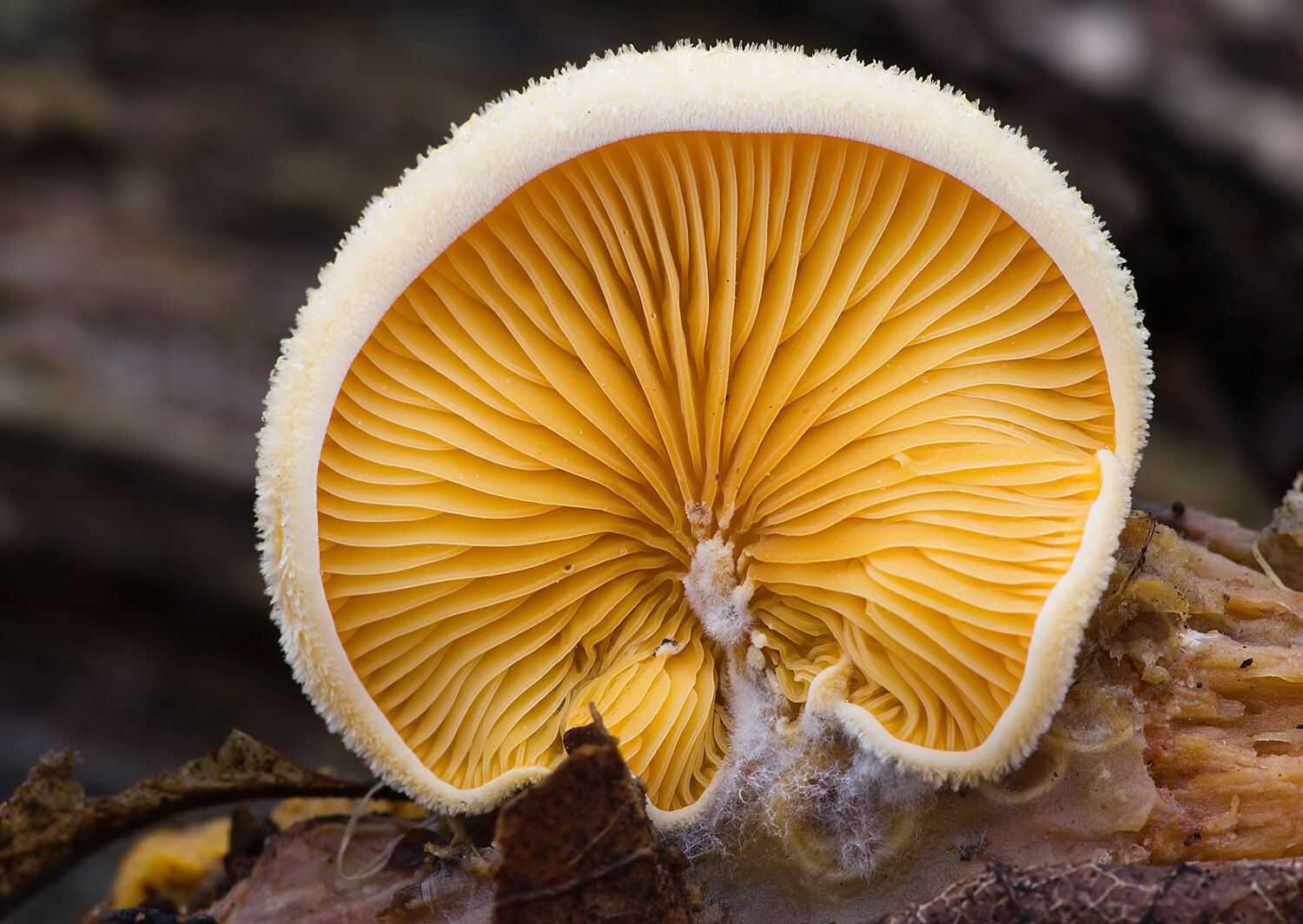 Phyllotopsis nidulans