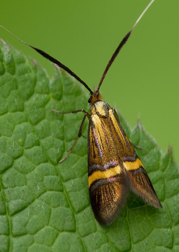Nemophora degeerella