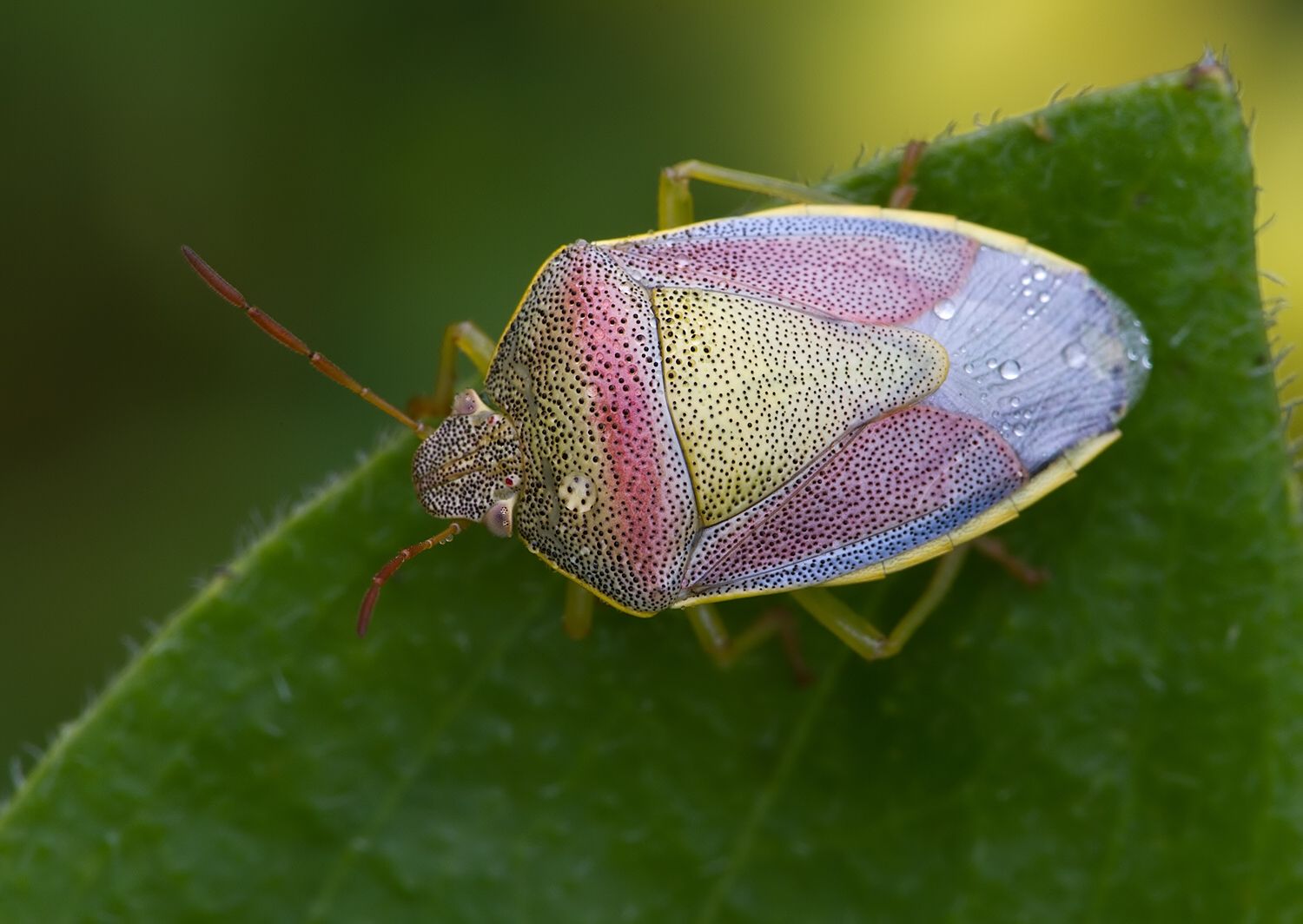 Piezodorus lituratus
