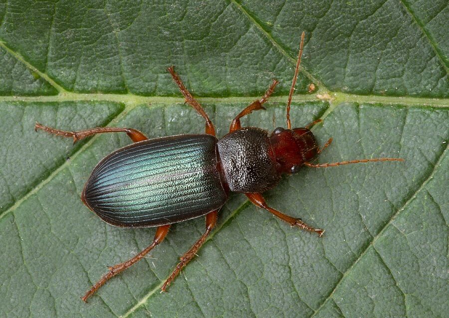Ophonus sabulicola