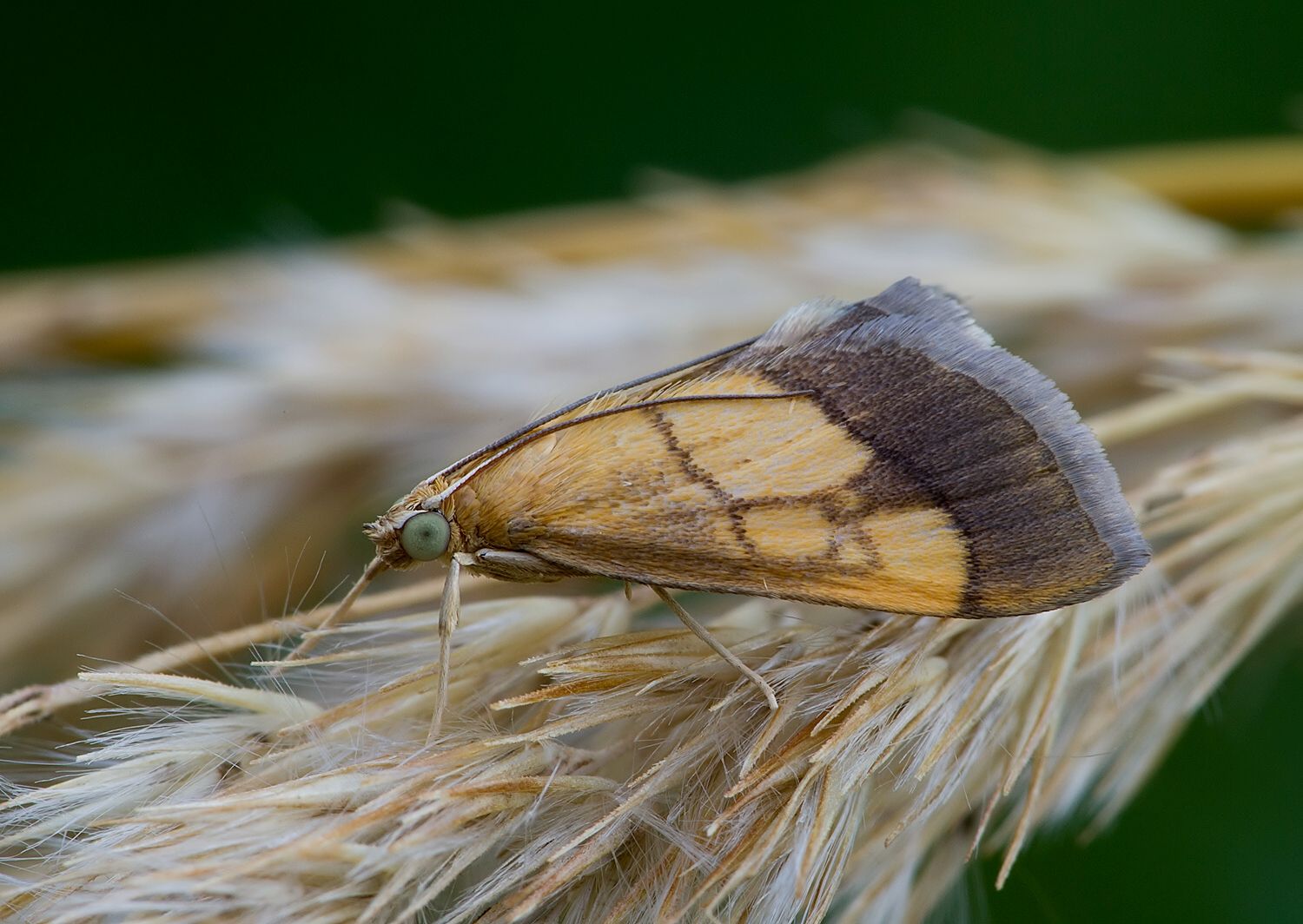 Evergestis limbata