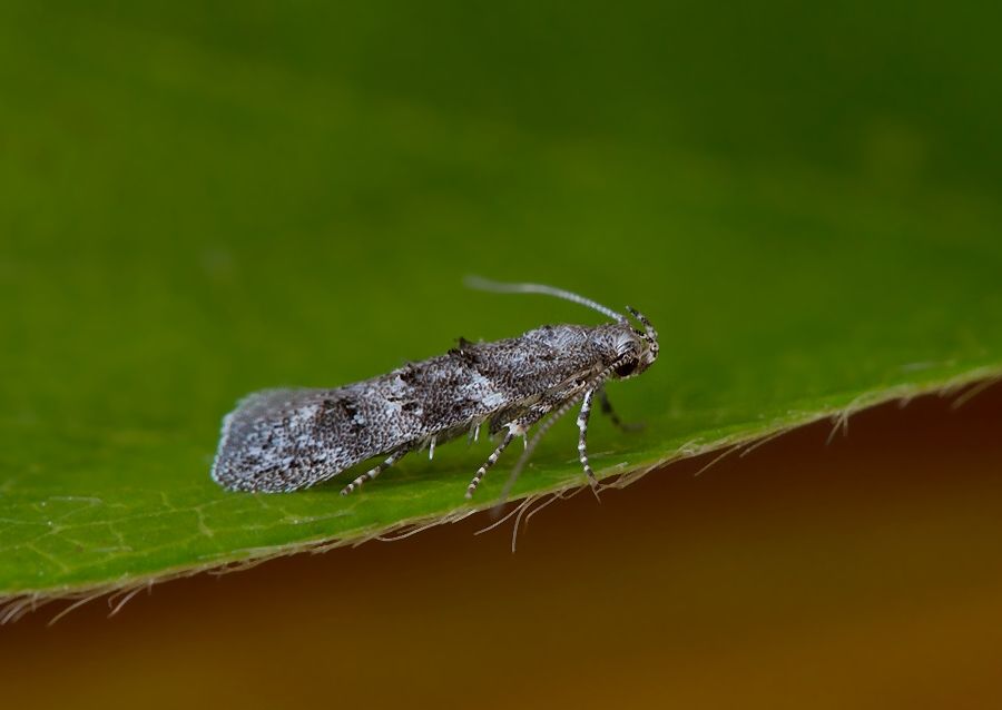 Exoteleia dodecella