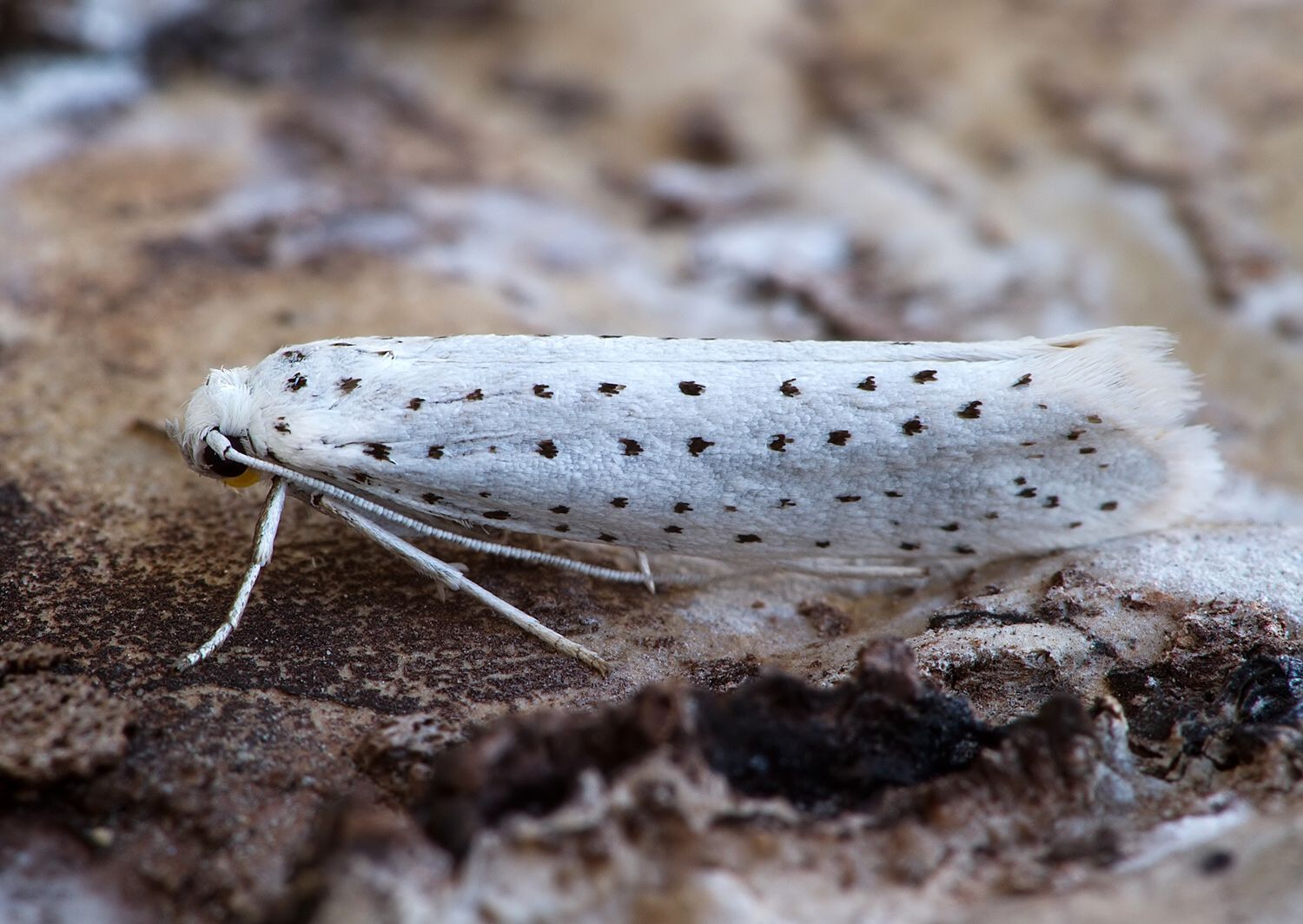 Yponomeuta evonymella