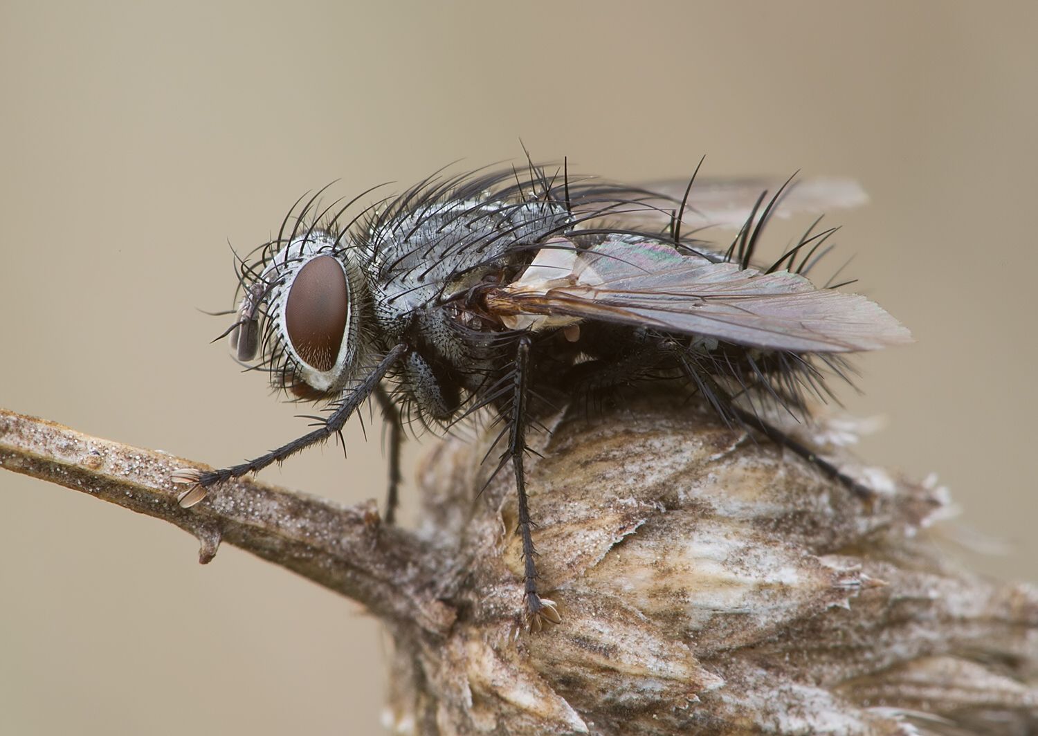 Phorocera obscura