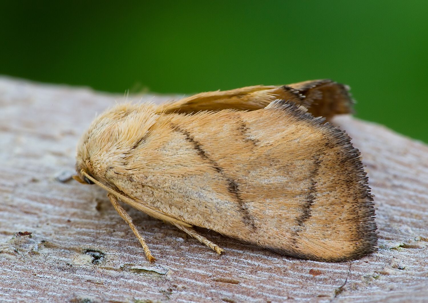 Apoda limacodes