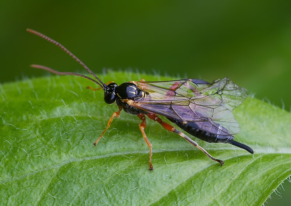 Apechthis quadridentata