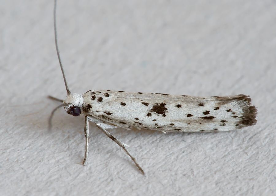 Yponomeuta plumbella