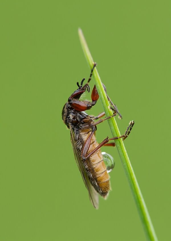 Bibio lanigerus