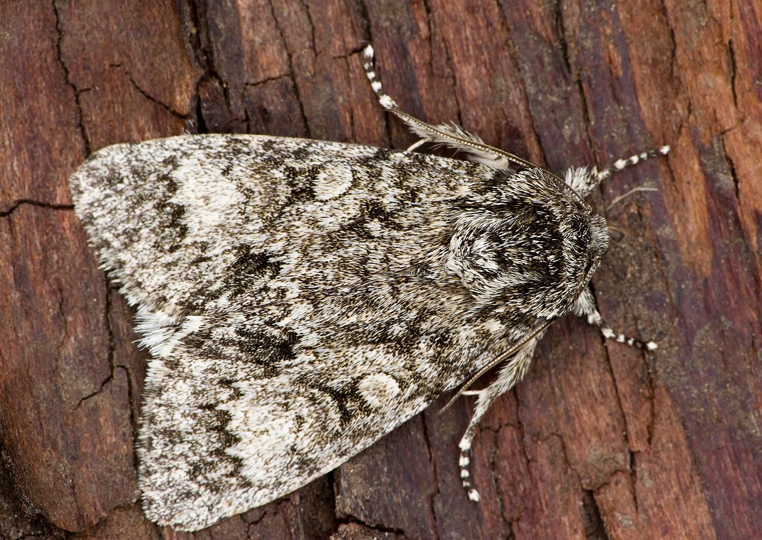 Acronicta megacephala