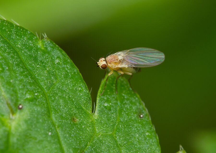 Phytomyza ranunculi