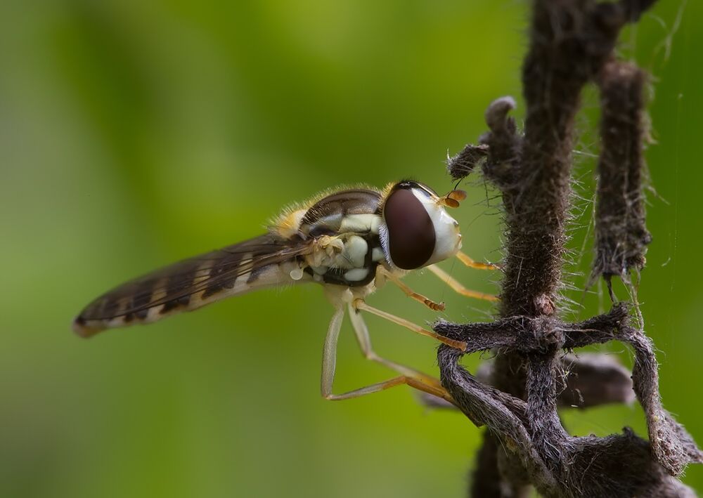 Sphaerophoria fatarum