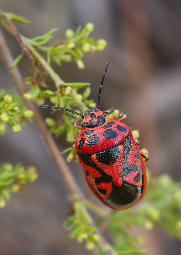 Eurydema ornata