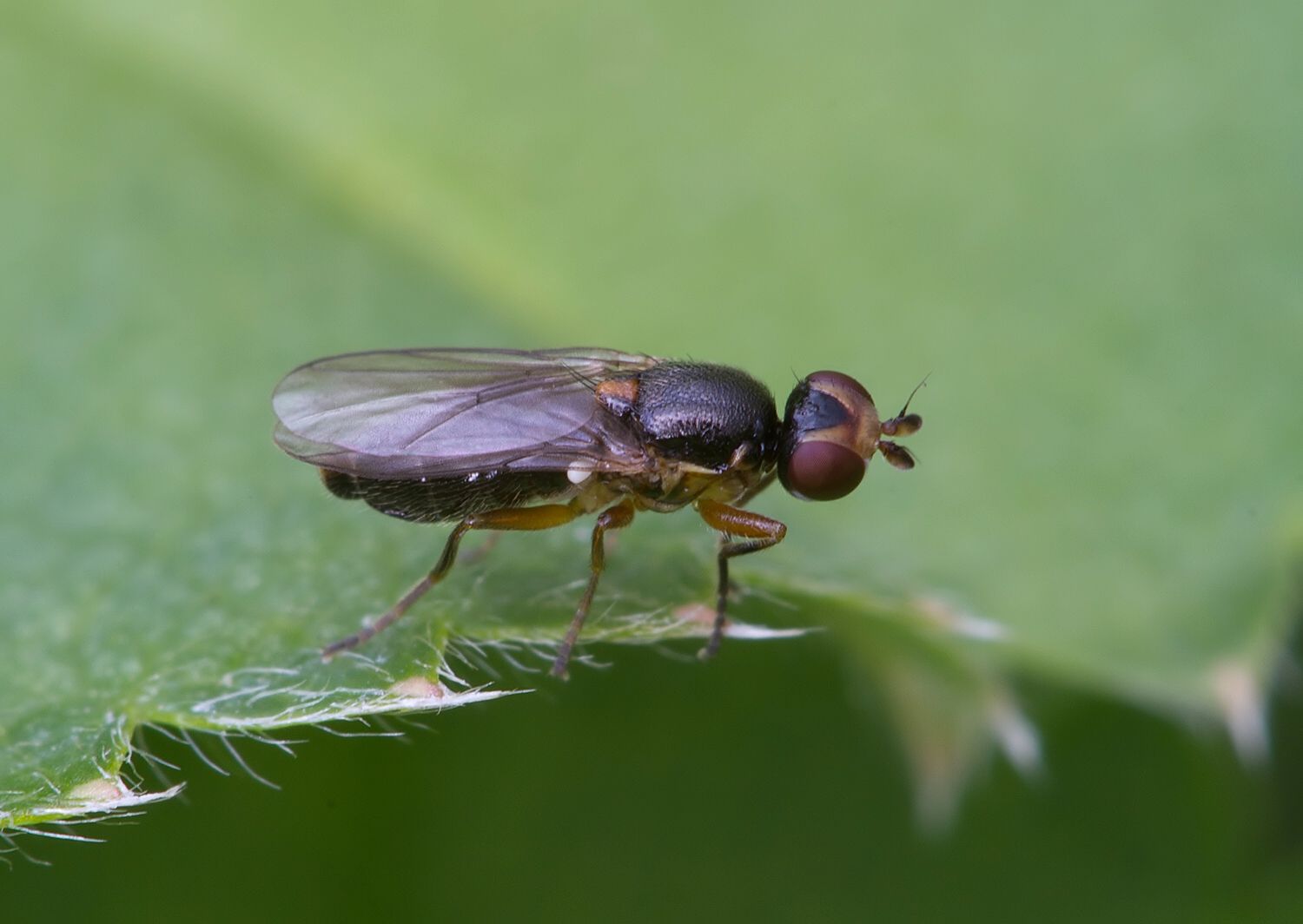 Cetema cereris