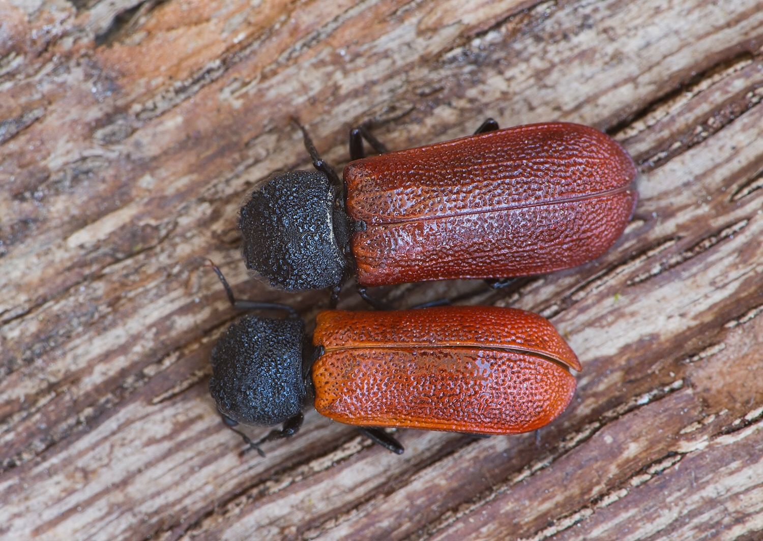 Bostrichus capucinus
