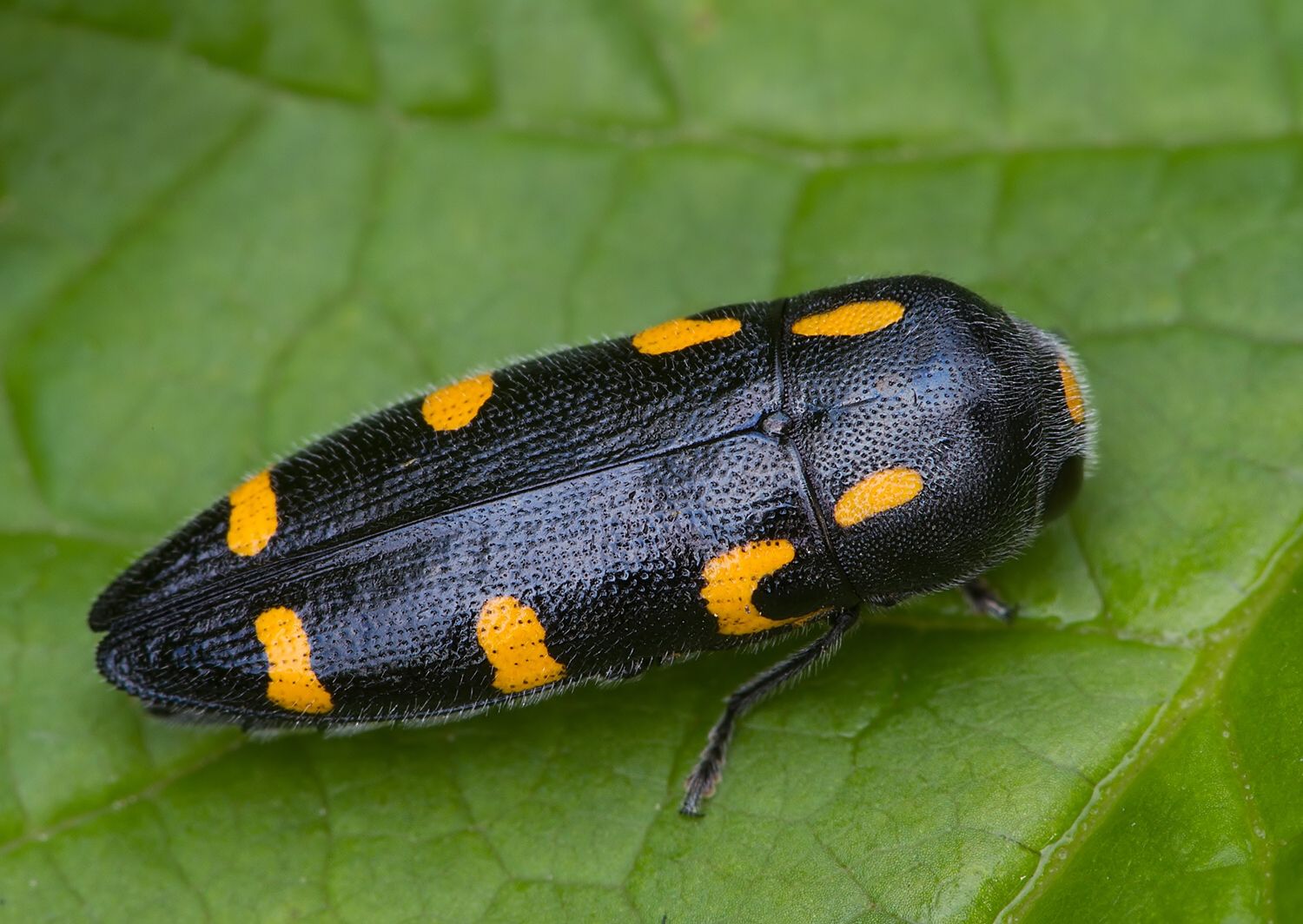 Ptosima undecimmaculata