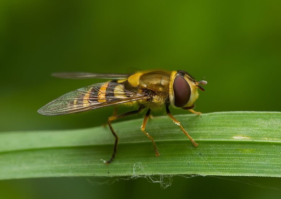 Syrphus torvus