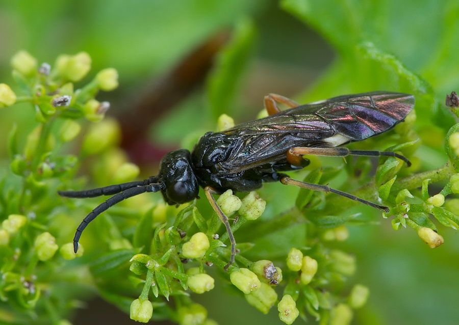 Allantus balteatus