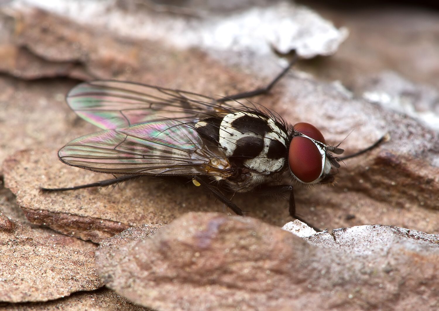Anthomyia procellaris