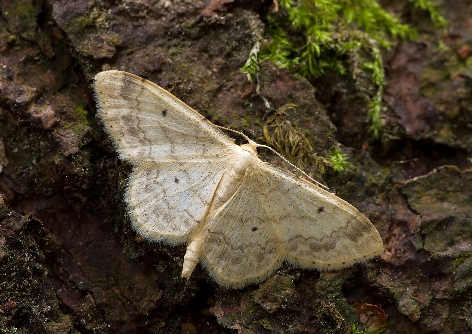 Idaea biselata