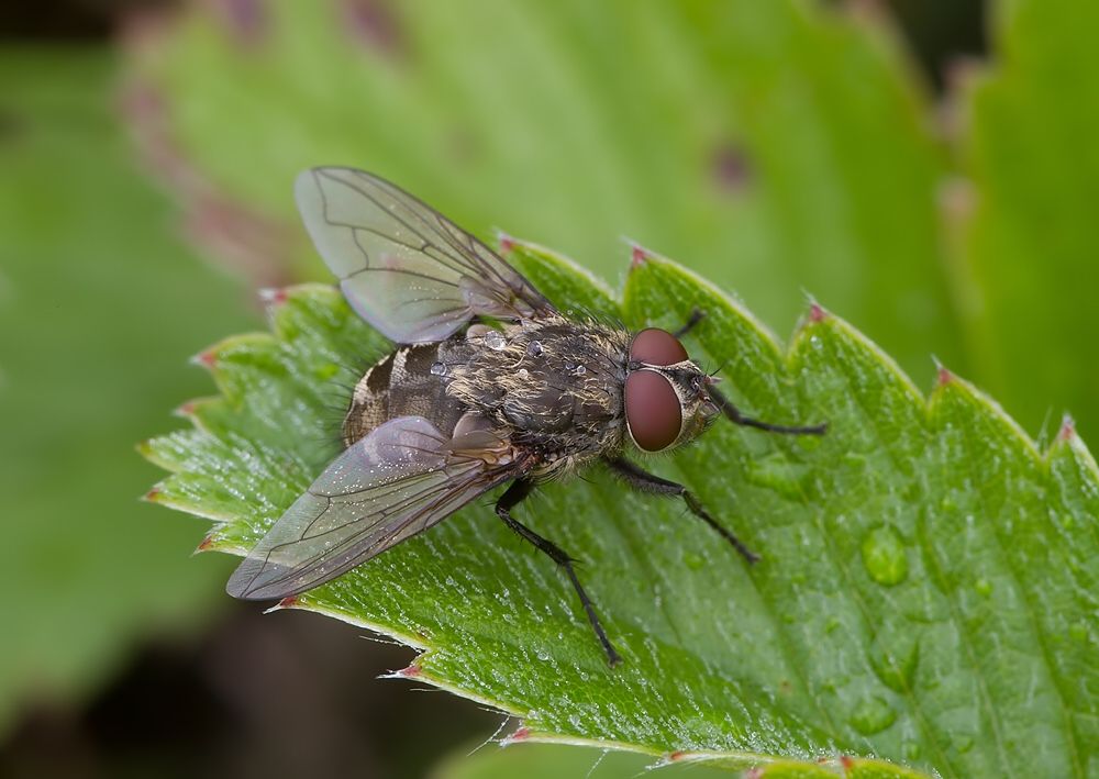 Pollenia rudis