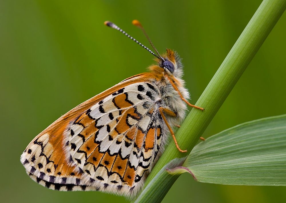 Melitaea cinxia