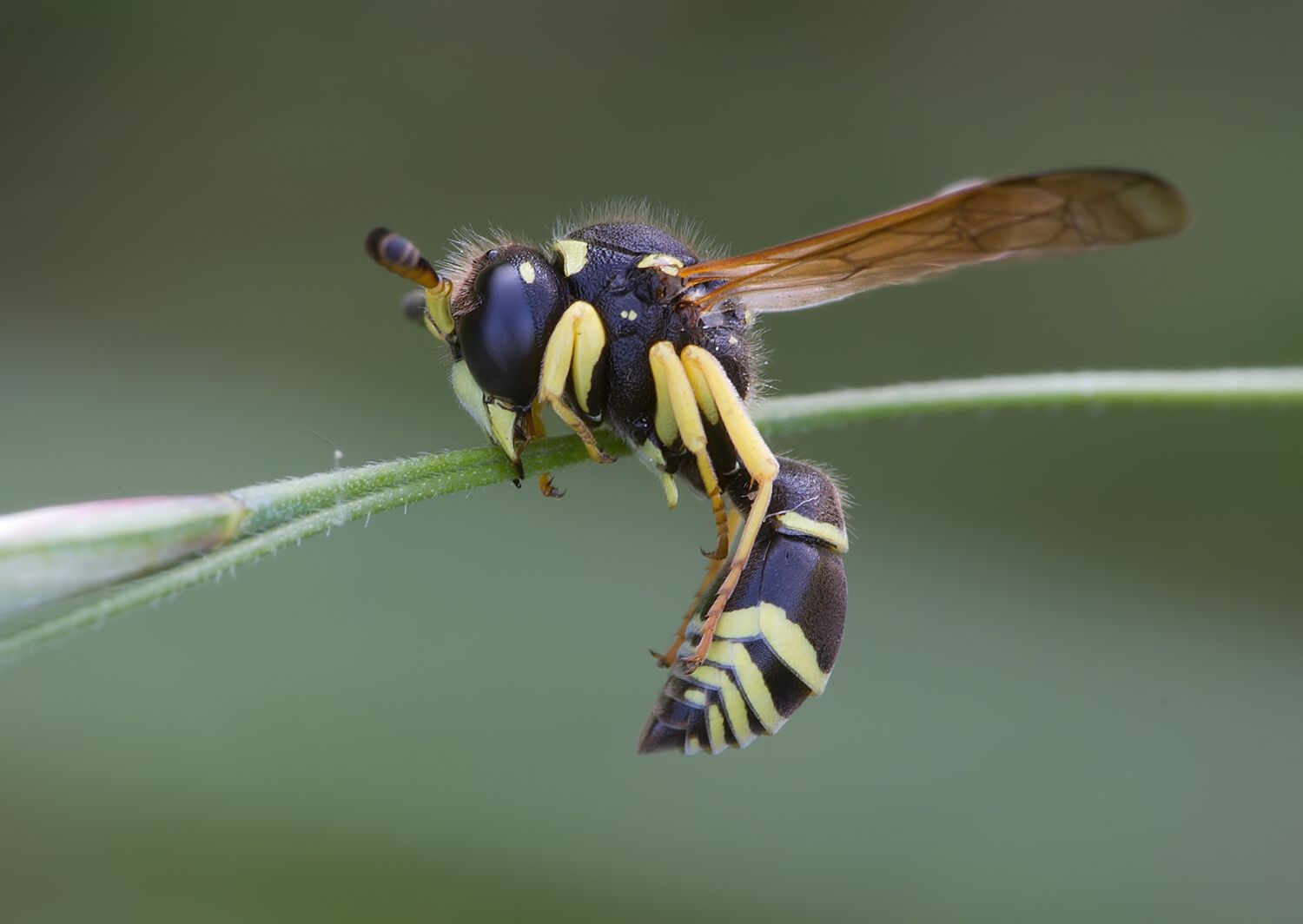 Ancistrocerus auctus