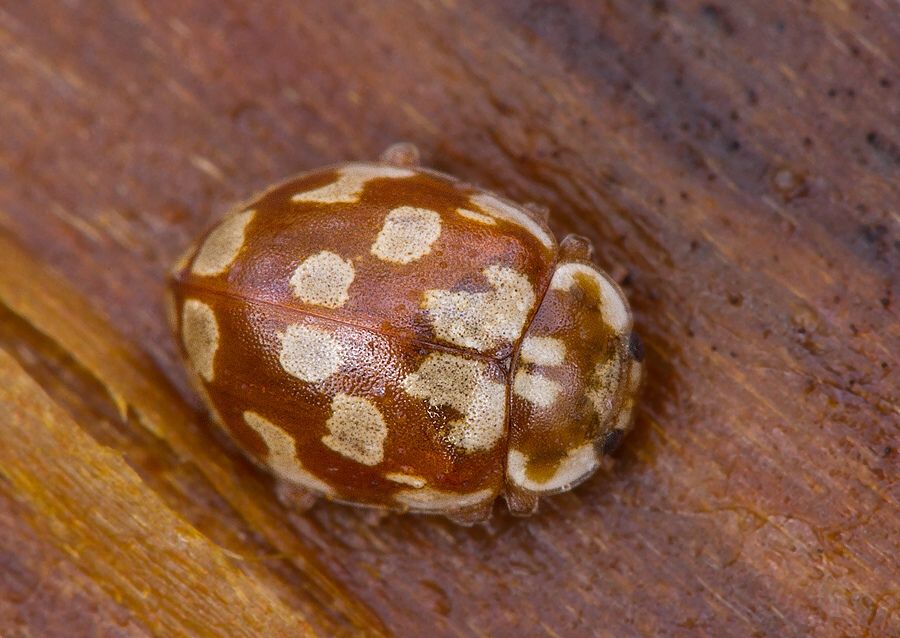 Myrrha octodecimguttata