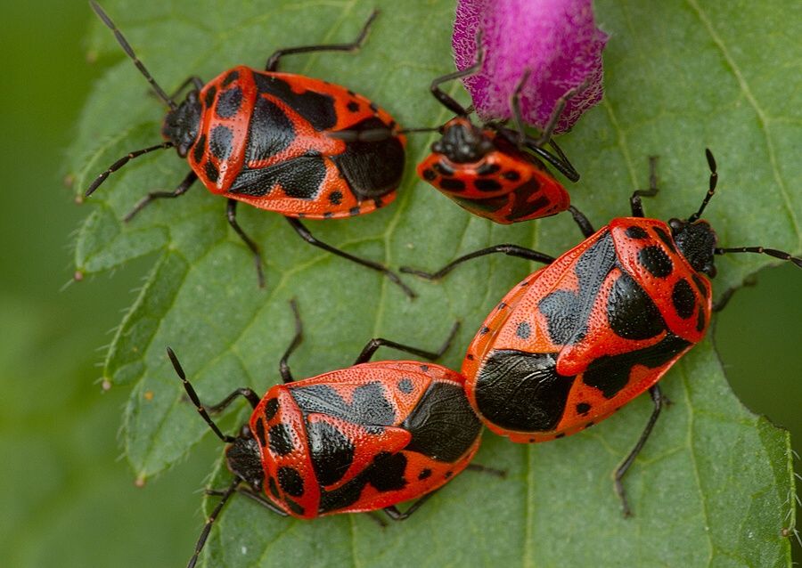 Eurydema dominulus