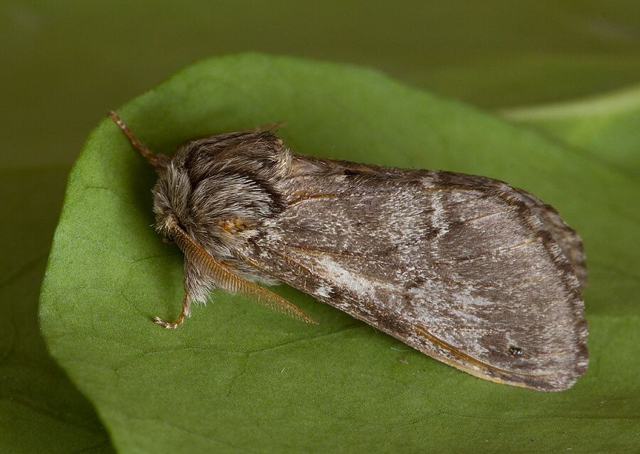 Drymonia ruficornis