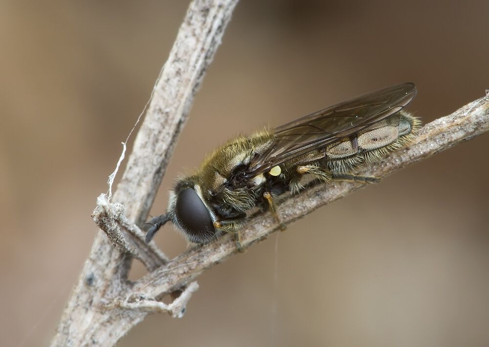 Pipizella virens