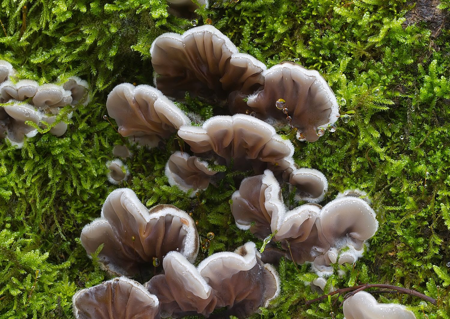 Auricularia mesenterica