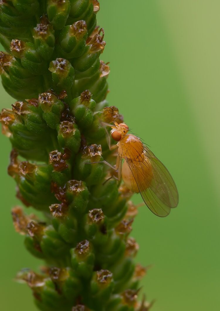 Meiosimyza laeta