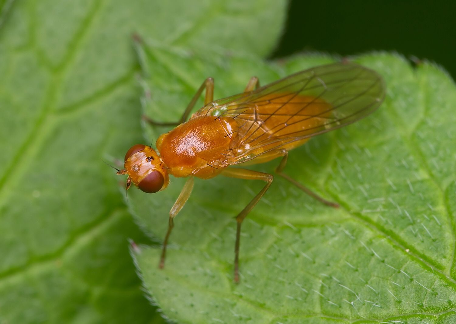 Psila fimetaria