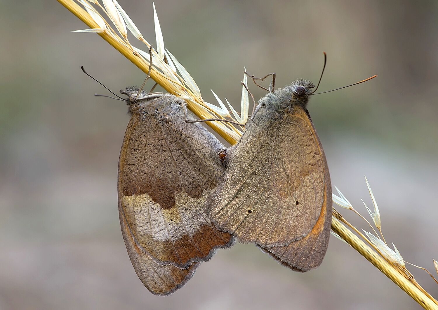 Maniola jurtina