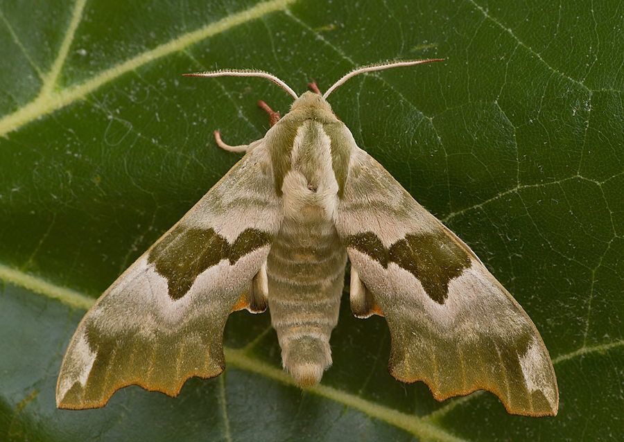 Mimas tiliae