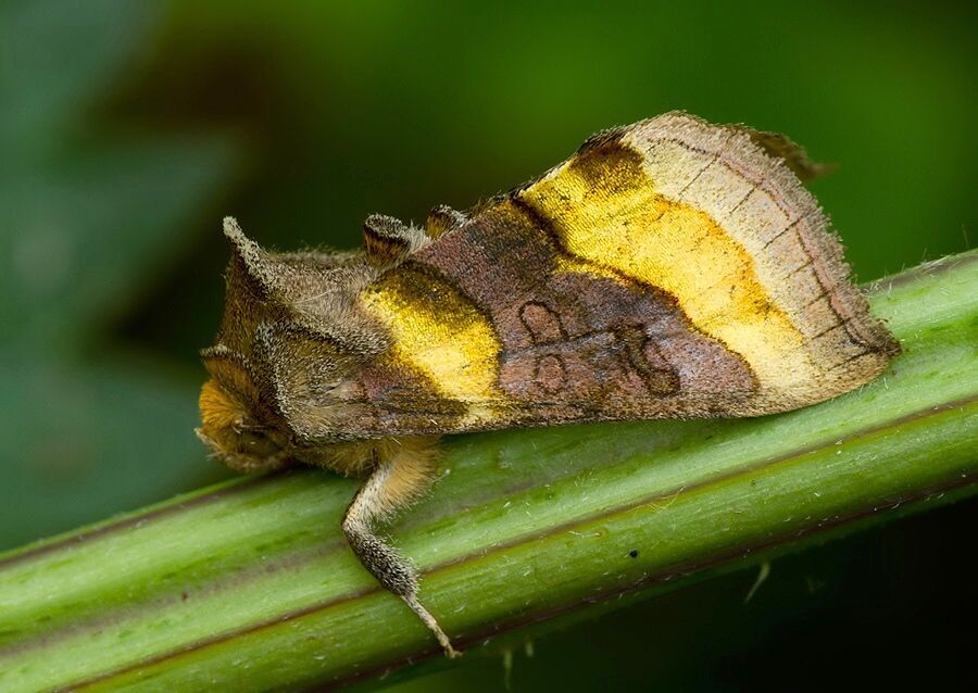 Diachrysia chrysitis
