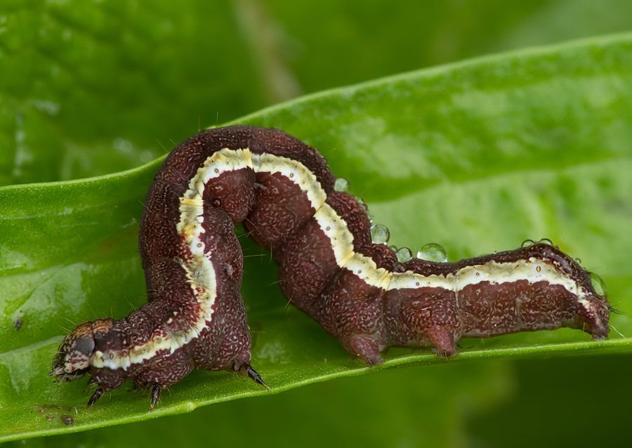 Emmelia trabealis