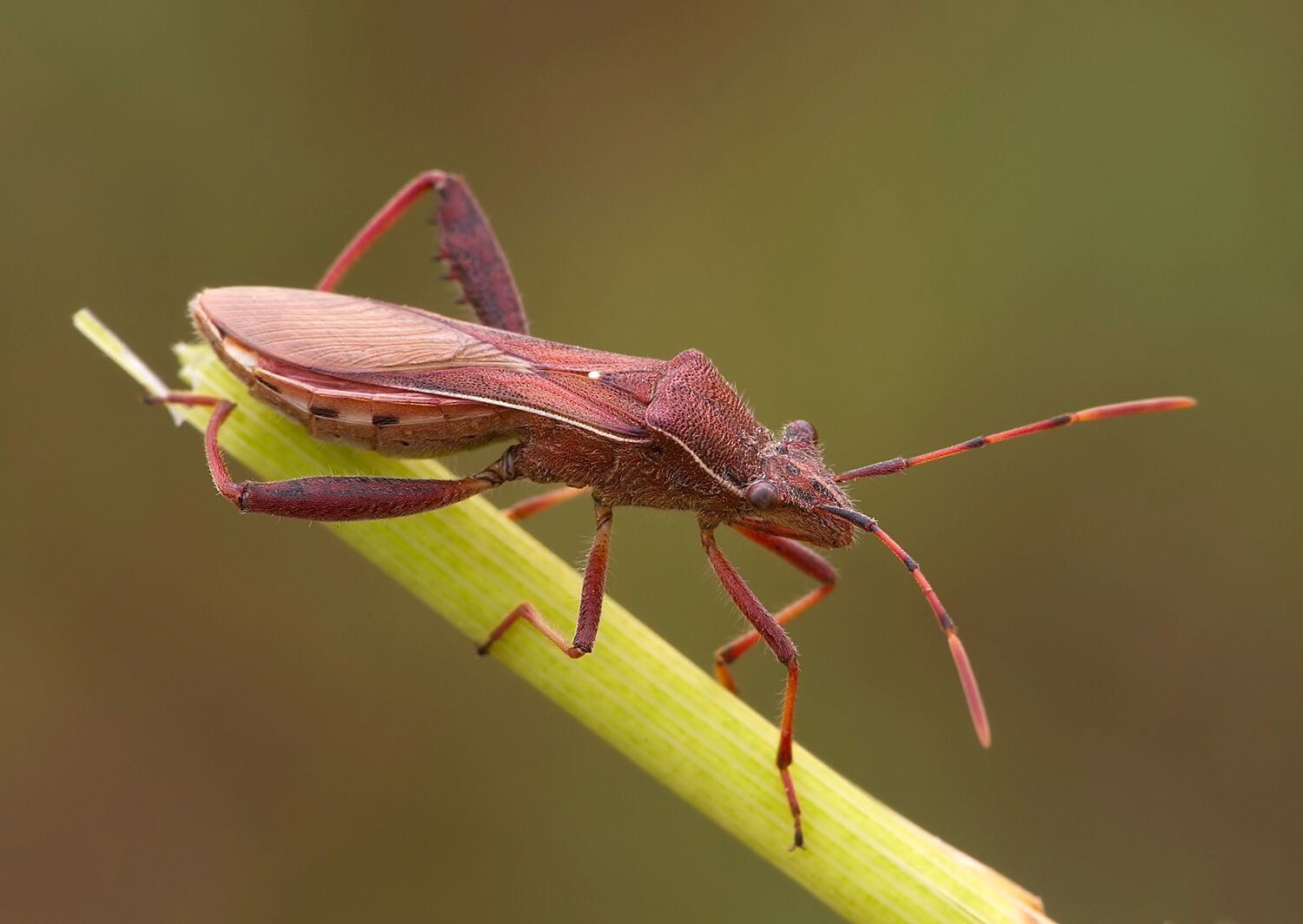 Camptopus lateralis